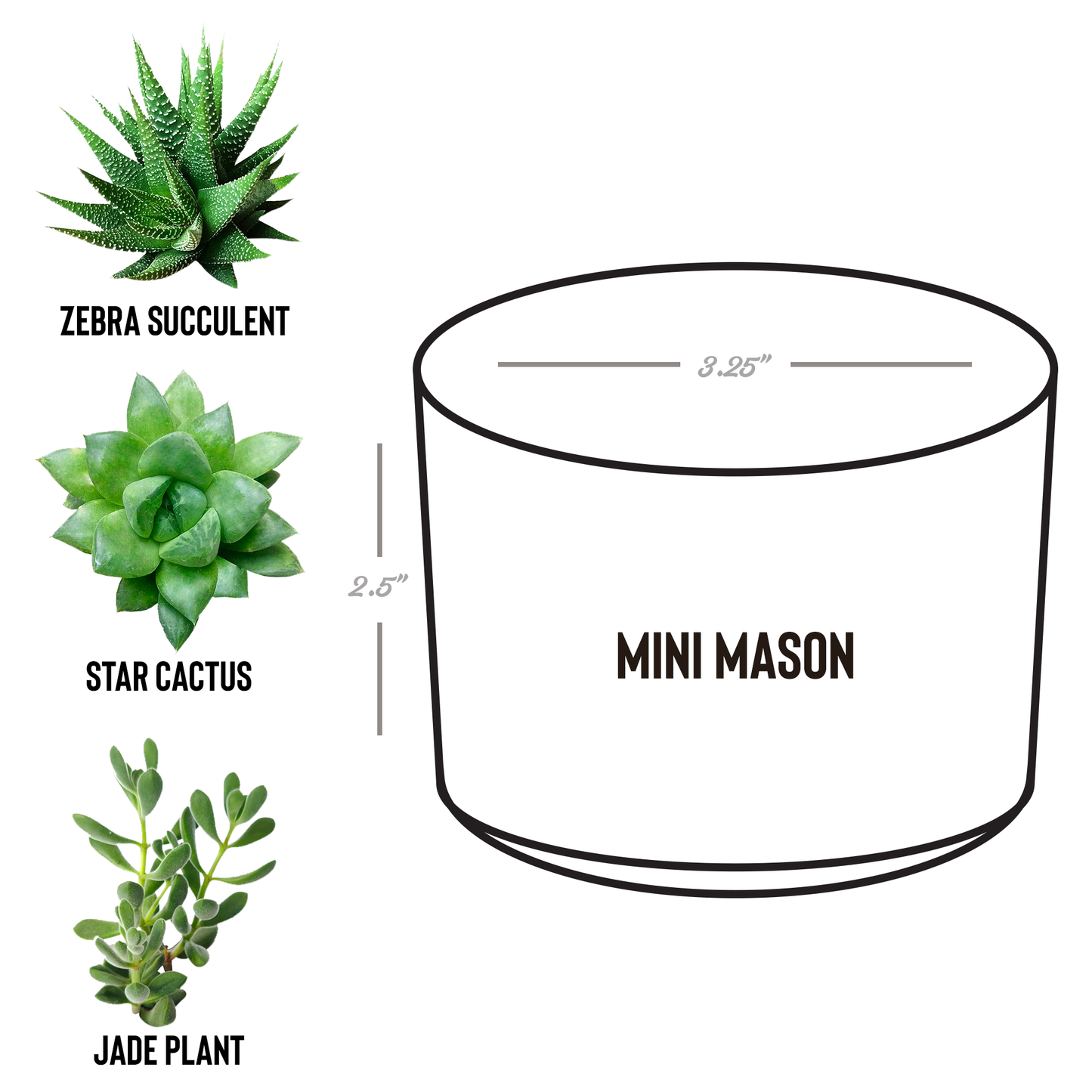 Petite_plant_spring_Mason_Spec_Mockup.png