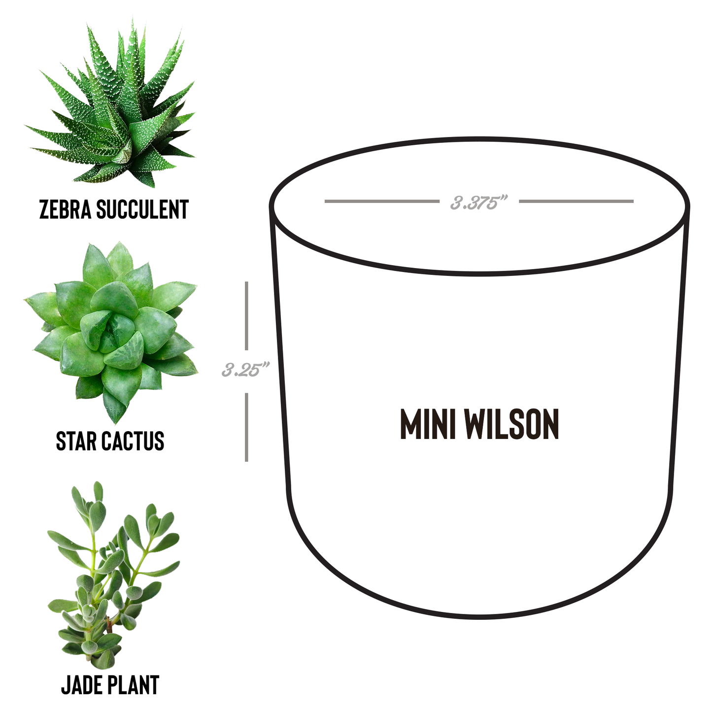 Petite_plant_spring_Wilson_Spec_Mockup.png