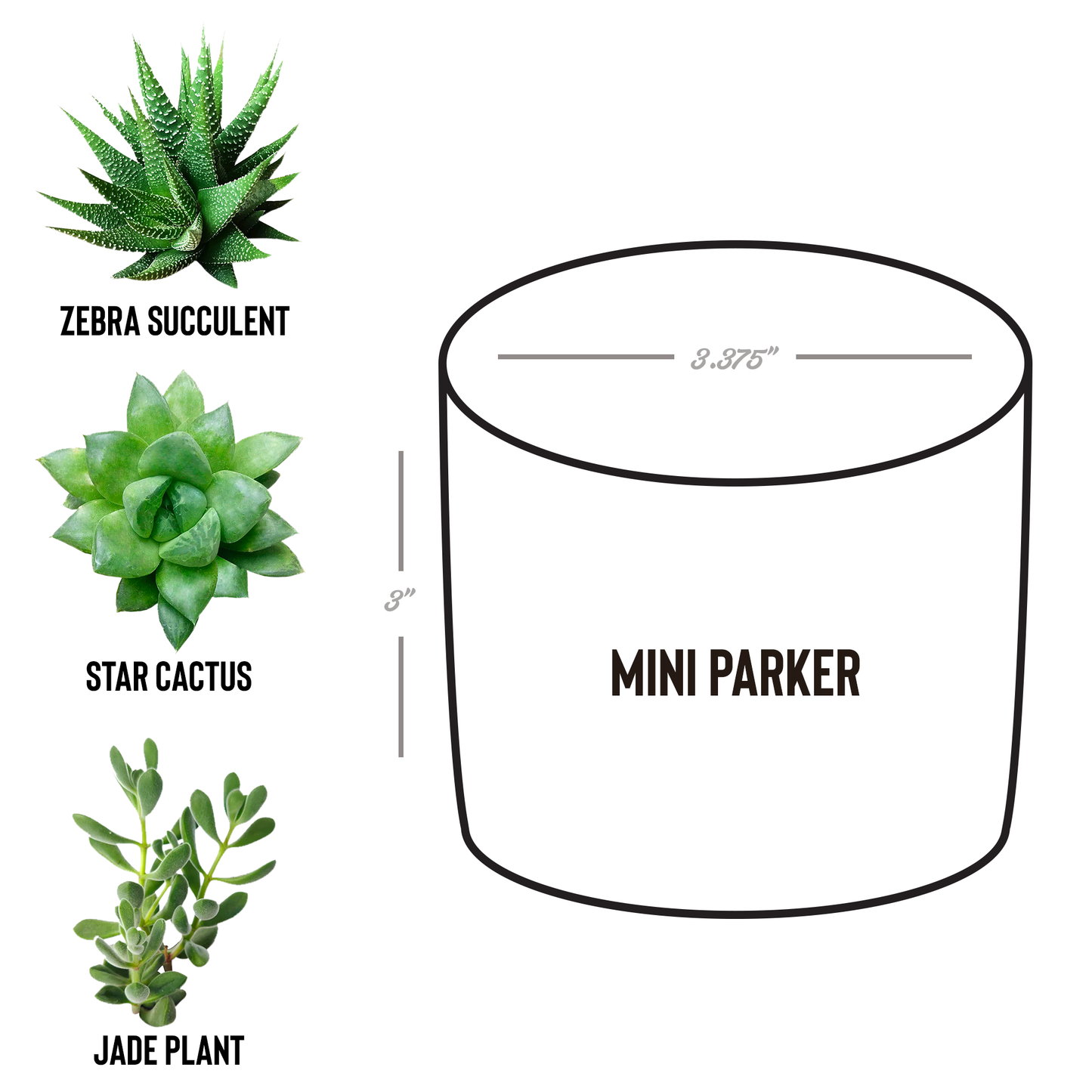 Rootstock_Goods_logo_petite_plant_Parker_Spec_Mockup.png