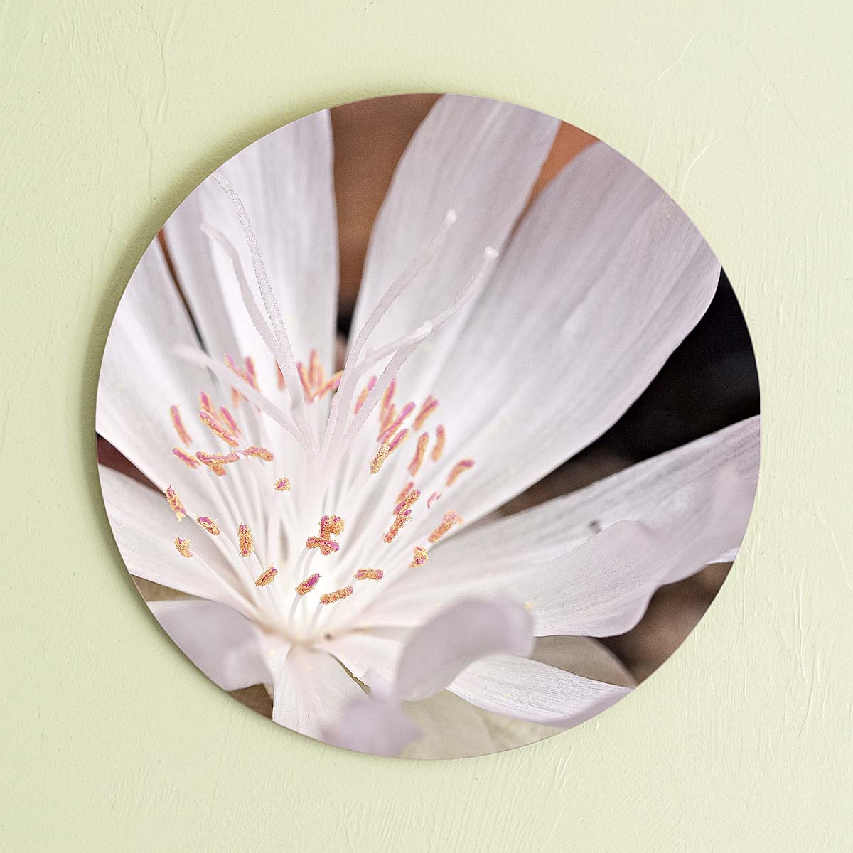 grained by season~ spring bitterroot wood sign 12" (round)