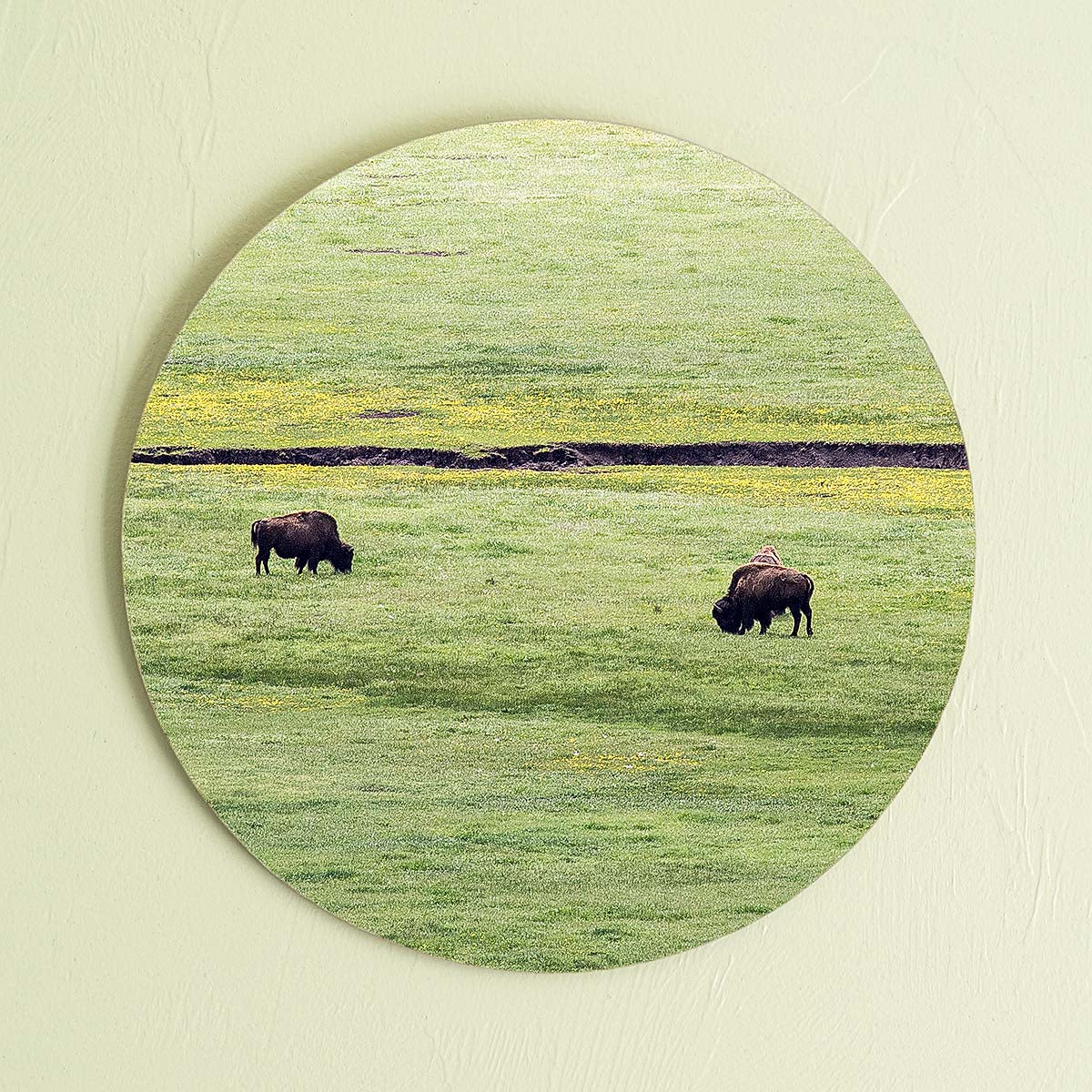 grained by season~ spring bison wood sign 12" (round)