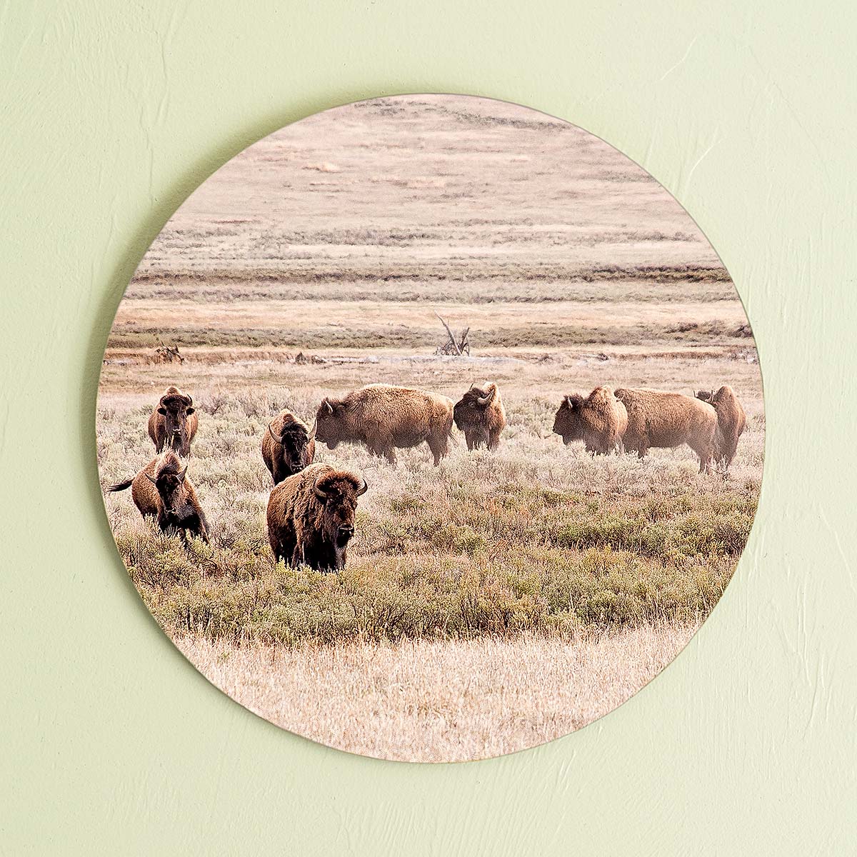grained by season~ summer bison wood sign 12" (round)