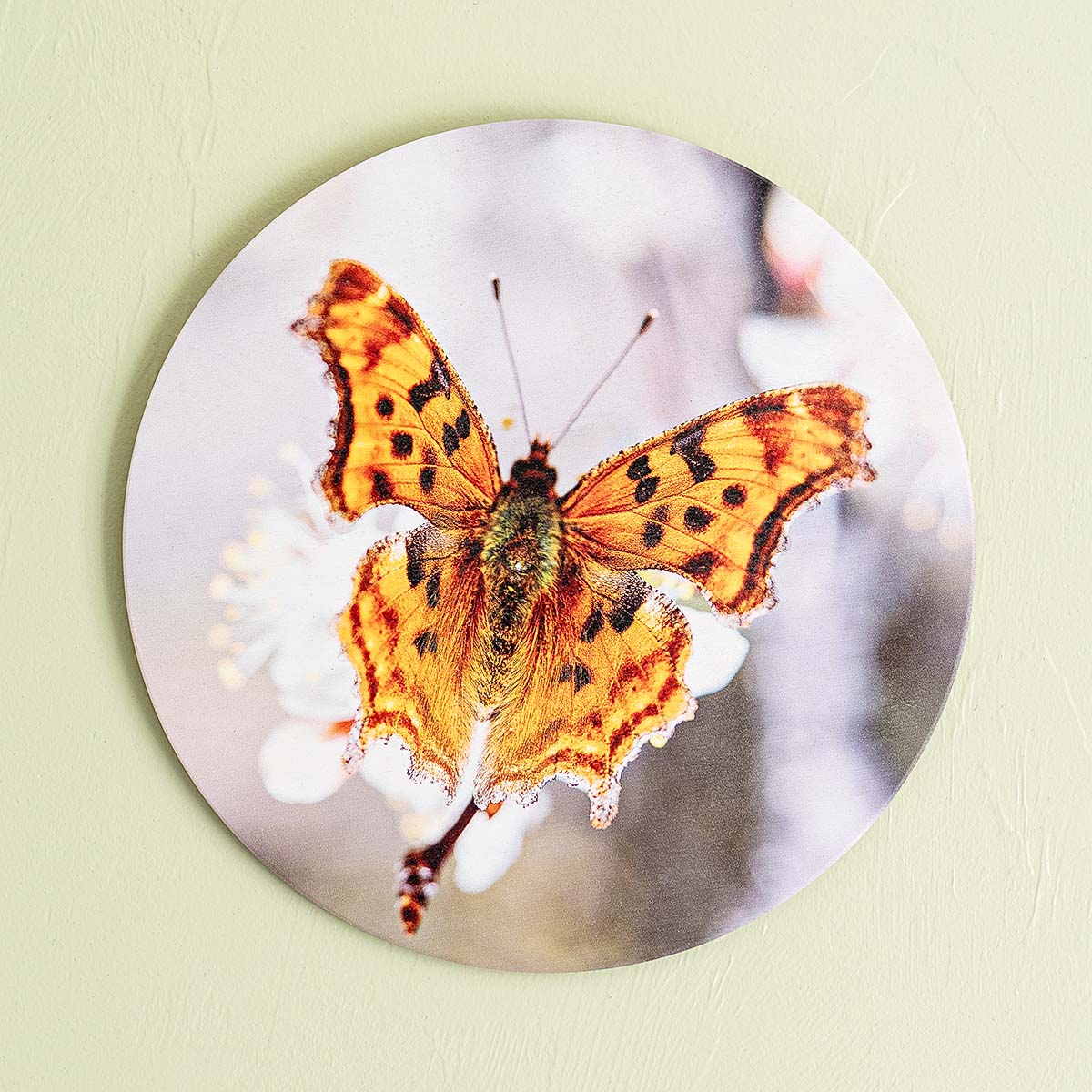 grained by season~ spring butterfly wood sign 12" (round)