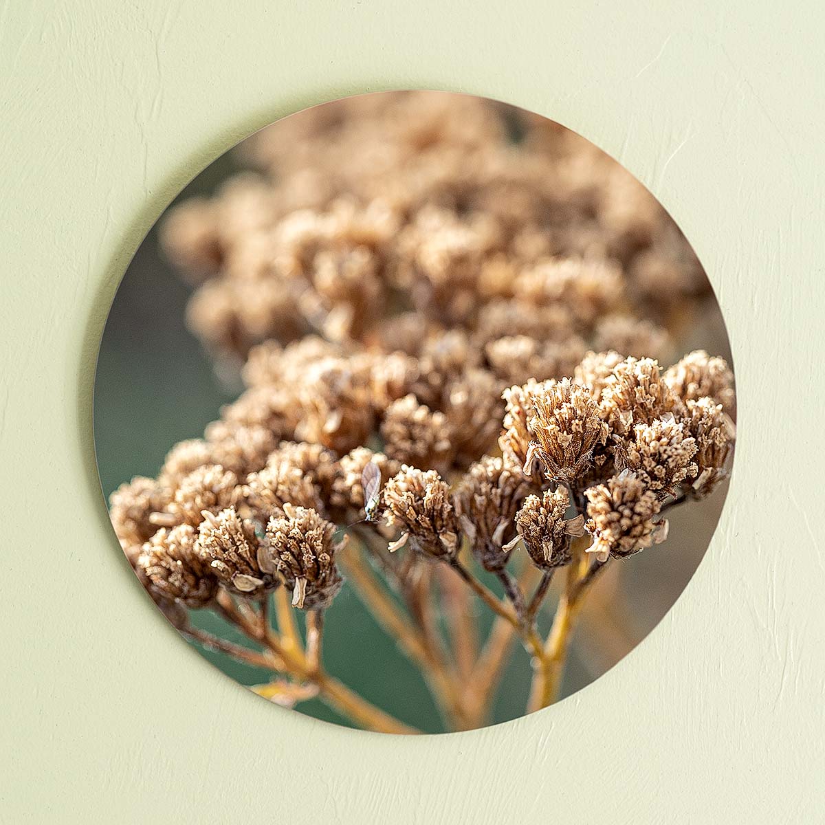 grained by season~ summer sedum wood sign 12" (round)