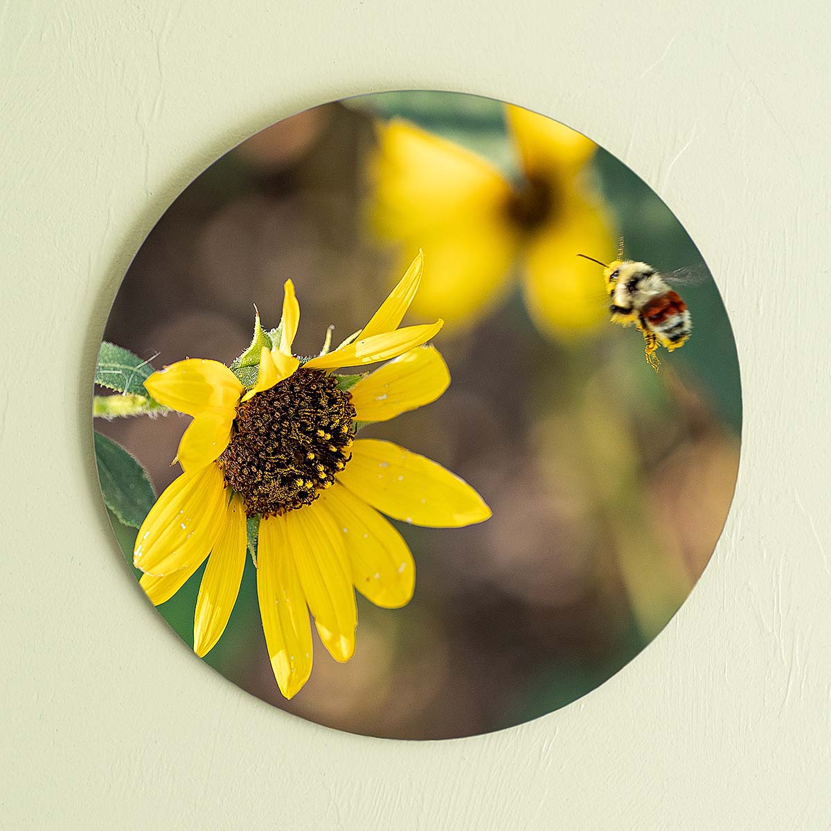 grained by season~ summer sunflower bumble bee wood sign 12" (round)