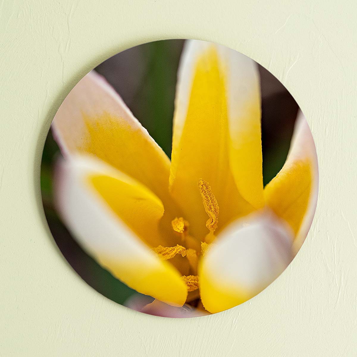 grained by season~ spring tulip yellow wood sign 12" (round)