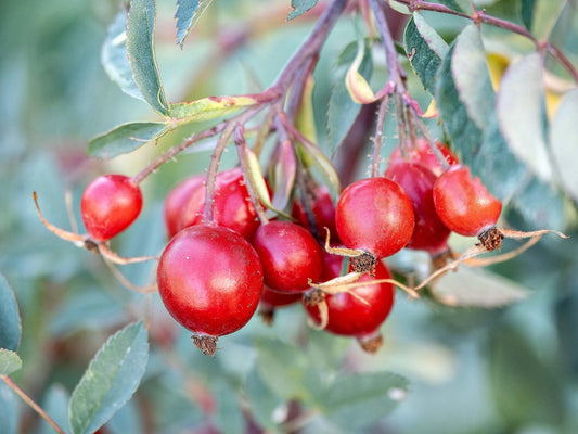 Rose hips and a quiet fall glyph
