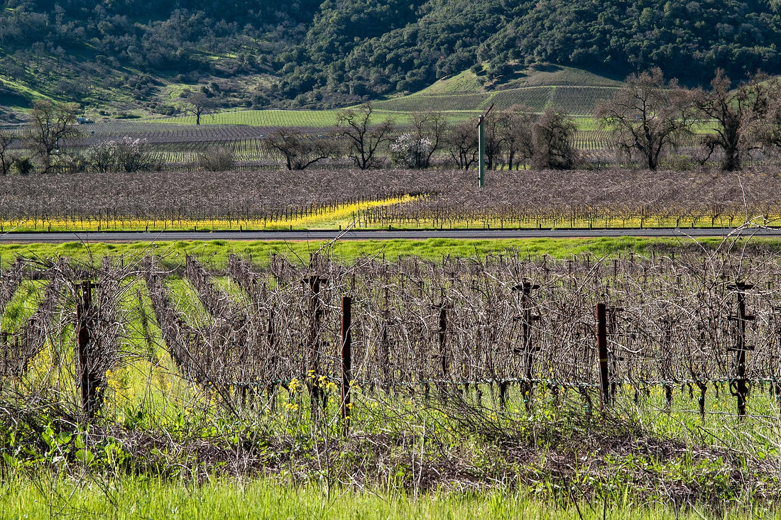 Rootstock Goods | A New Beginning in Intentional Living