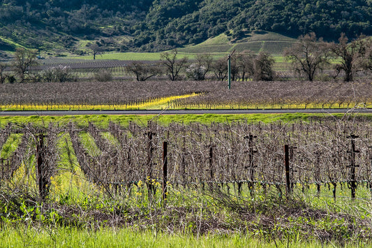 Rootstock Goods | A New Beginning in Intentional Living