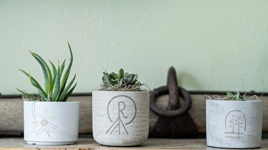 petite form & foliage~ rootstock