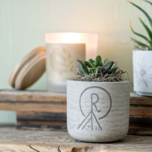 petite form & foliage~ rootstock