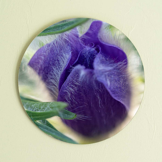 grained by season~ spring pasque flower wood sign 12" (round)