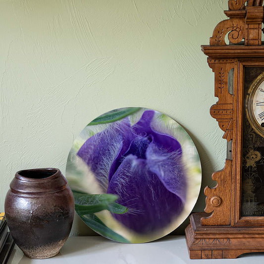 grained by season~ spring pasque flower wood sign 12" (round)