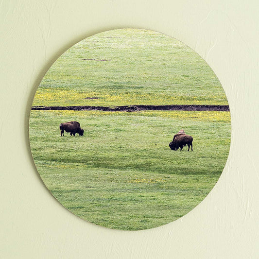 grained by season~ spring bison wood sign 12" (round)