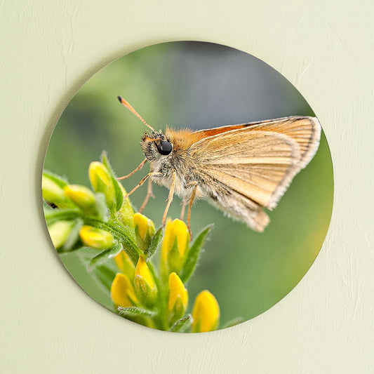 grained by season~ summer butterfly wood sign 12" (round)